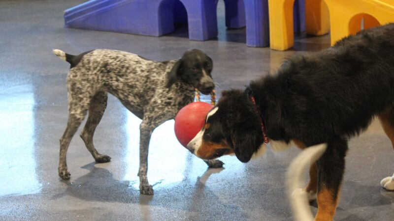 Love My Dog Resort & Playground - St. Petersburg, FL