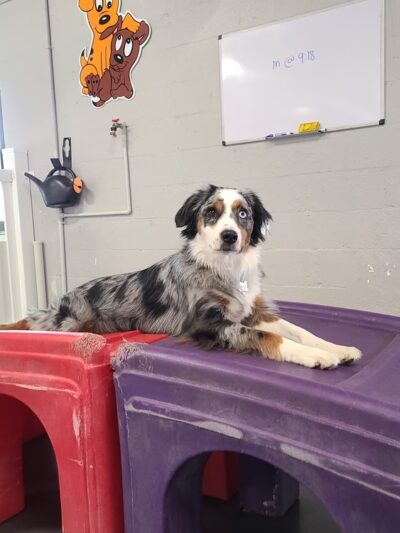 Love My Dog Resort & Playground - St. Petersburg, FL