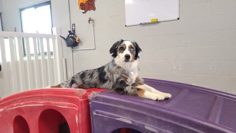 Love My Dog Resort & Playground - St. Petersburg, FL