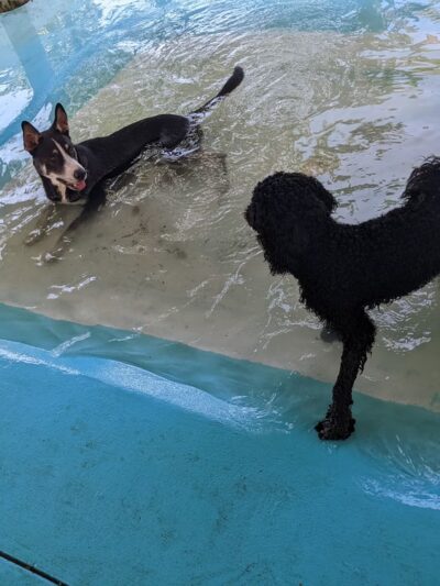 Love My Dog Resort & Waterpark - St. Petersburg, FL