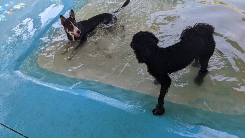 Love My Dog Resort & Waterpark - St. Petersburg, FL