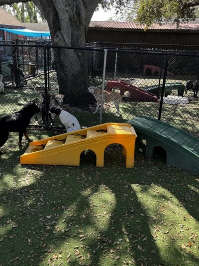 Love My Dog Resort & Waterpark - St. Petersburg, FL