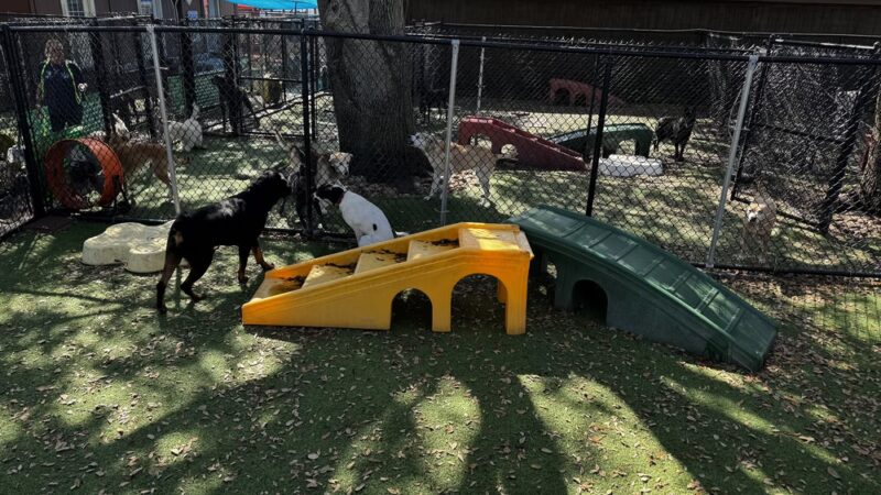 Love My Dog Resort & Waterpark - St. Petersburg, FL