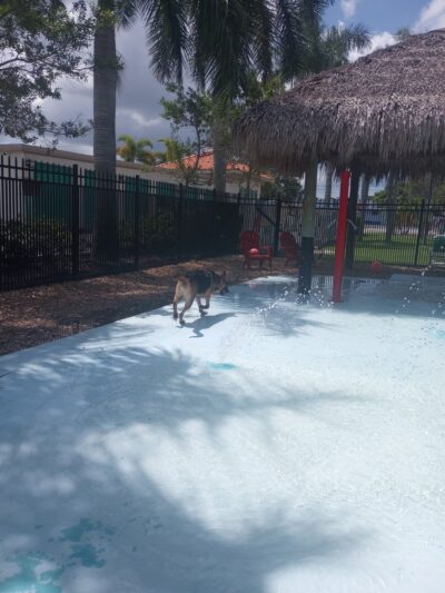 Love My Dog Resort & Waterpark - St. Petersburg, FL