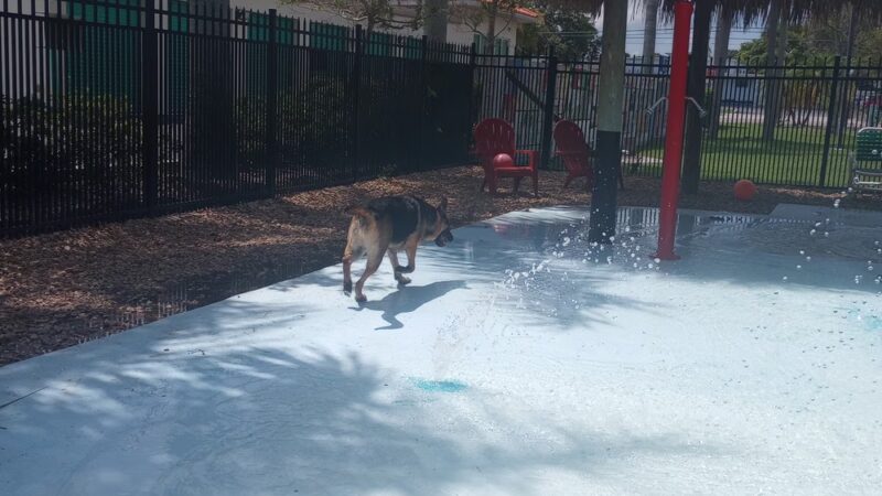 Love My Dog Resort & Waterpark - St. Petersburg, FL