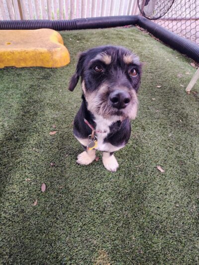 Love My Dog Resort & Waterpark - St. Petersburg, FL