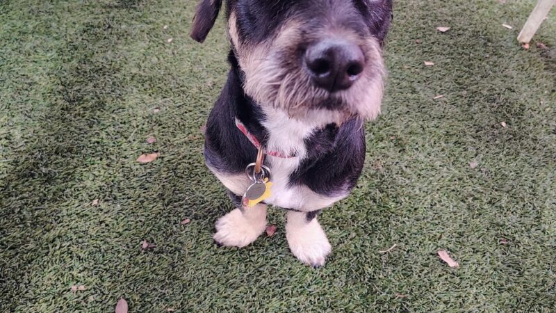 Love My Dog Resort & Waterpark - St. Petersburg, FL