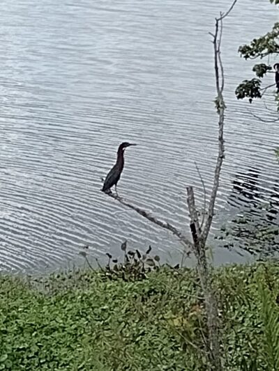 North Central Neighborhood Park - St. Petersburg, FL