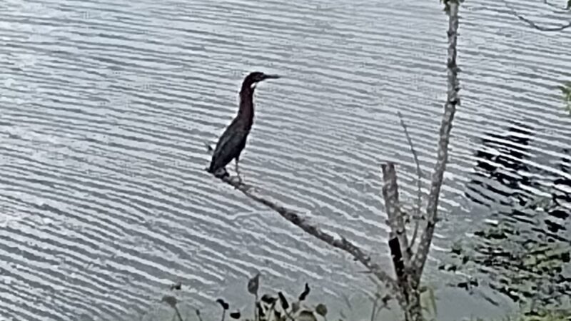 North Central Neighborhood Park - St. Petersburg, FL