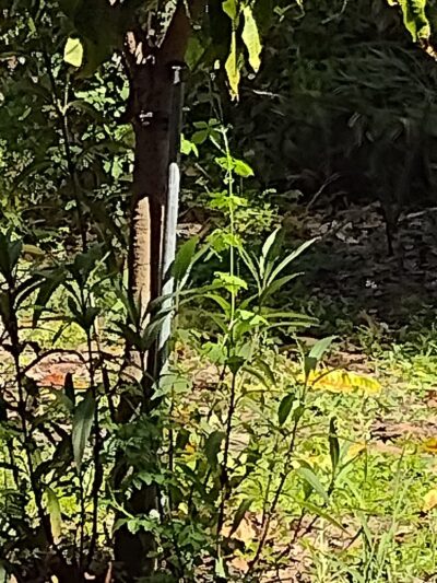 North Central Neighborhood Park - St. Petersburg, FL