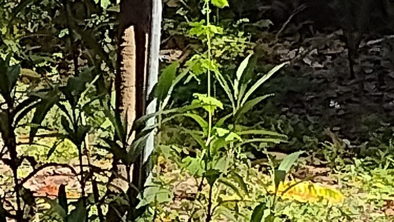 North Central Neighborhood Park - St. Petersburg, FL