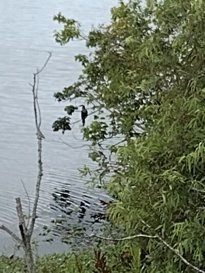 North Central Neighborhood Park - St. Petersburg, FL