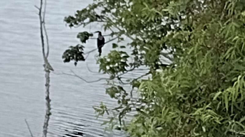 North Central Neighborhood Park - St. Petersburg, FL