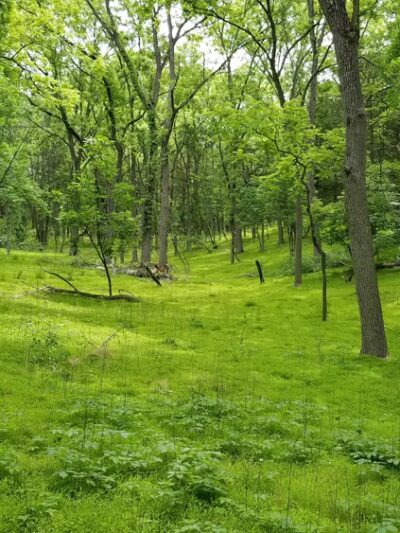 Hopeland trails - Staatsburg, NY