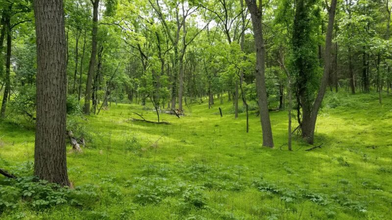 Hopeland trails - Staatsburg, NY