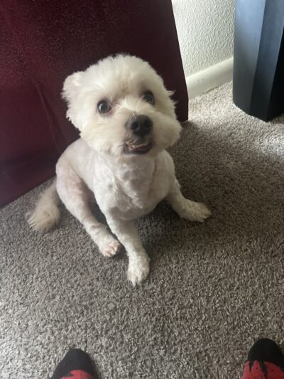 Ruff Ruff Paradise Pet Care & More - Stafford, TX