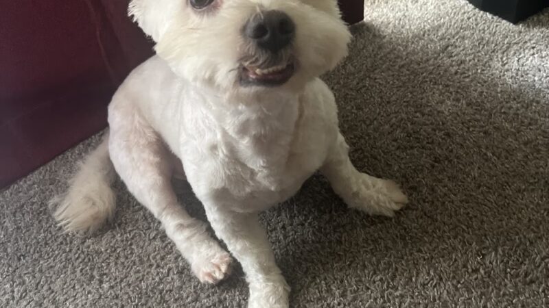 Ruff Ruff Paradise Pet Care & More - Stafford, TX