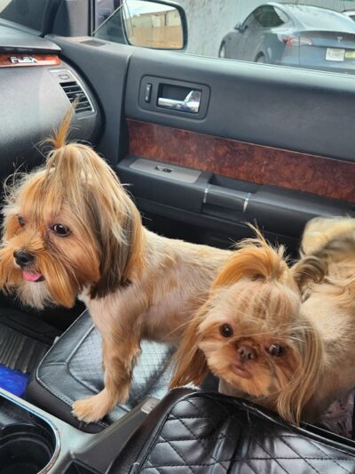 Ruff Ruff Paradise Pet Care & More - Stafford, TX