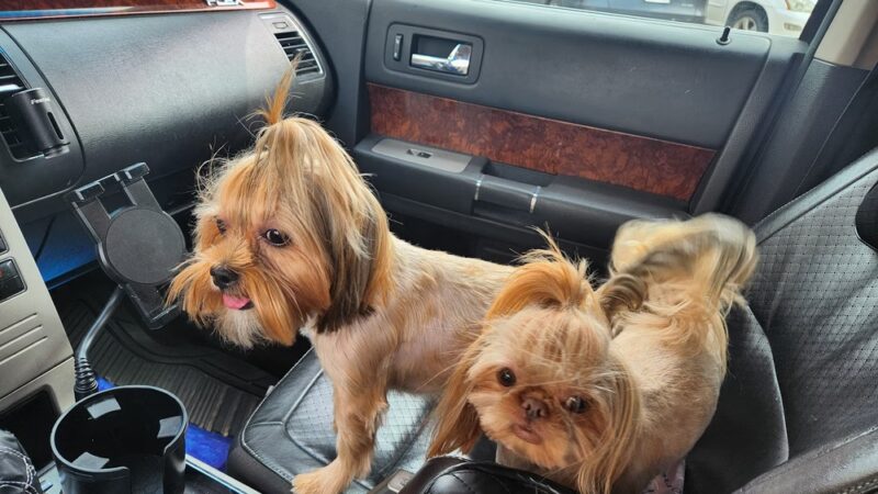 Ruff Ruff Paradise Pet Care & More - Stafford, TX