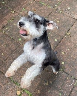 Ruff Ruff Paradise Pet Care & More - Stafford, TX