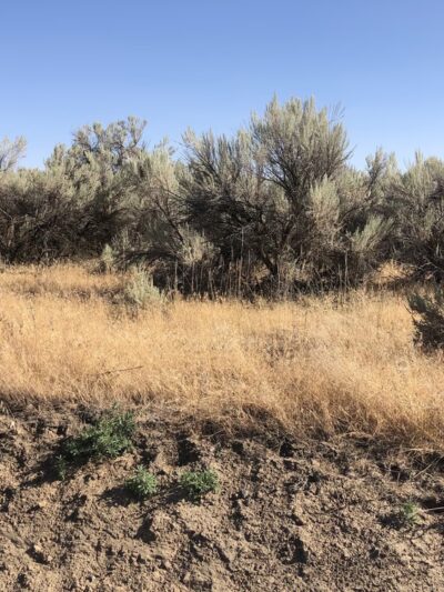 Cold Springs National Wildlife Refuge - Stanfield, OR