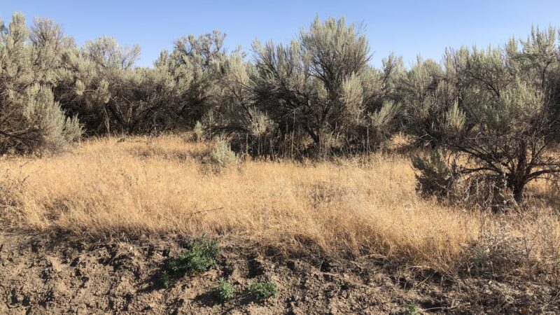 Cold Springs National Wildlife Refuge - Stanfield, OR
