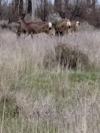 Cold Springs National Wildlife Refuge - Stanfield, OR