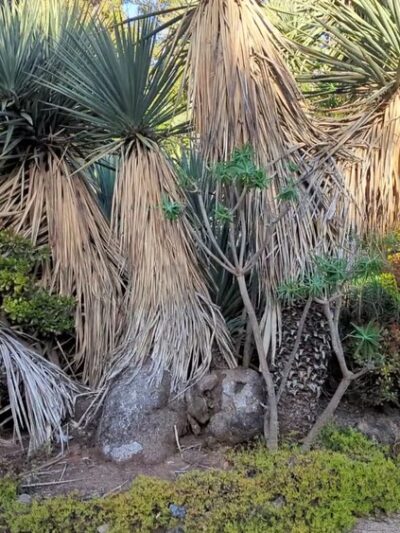Arizona Garden - Stanford, CA