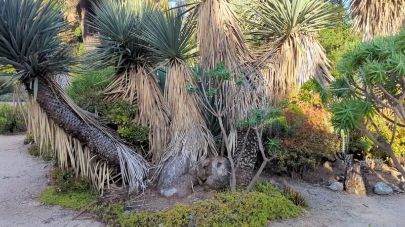 Arizona Garden - Stanford, CA