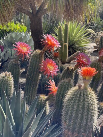 Arizona Garden - Stanford, CA