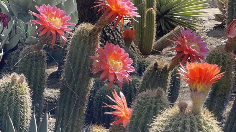 Arizona Garden - Stanford, CA