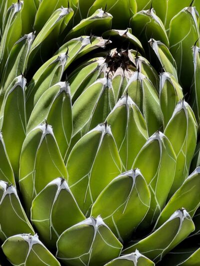 Arizona Garden - Stanford, CA