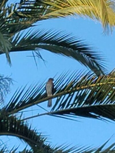 Frenchman's Park - Stanford, CA