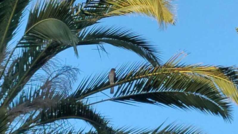 Frenchman's Park - Stanford, CA