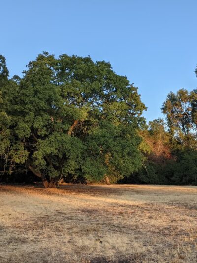 Frenchman's Park - Stanford, CA