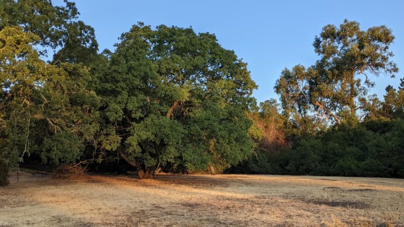 Frenchman's Park - Stanford, CA