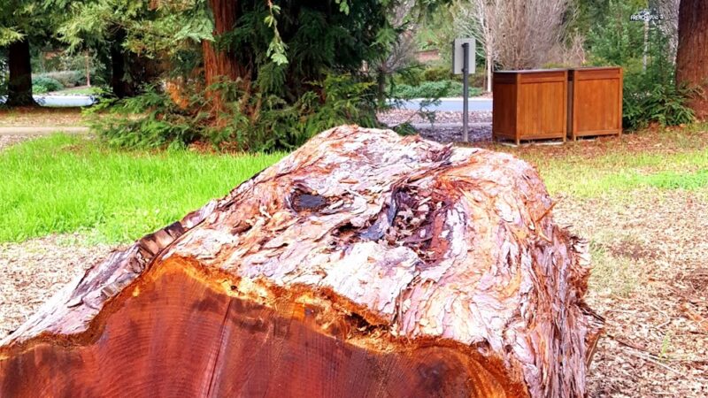 Frenchman's Park - Stanford, CA