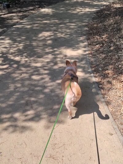 Lathrop Park - Stanford, CA