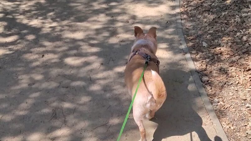 Lathrop Park - Stanford, CA