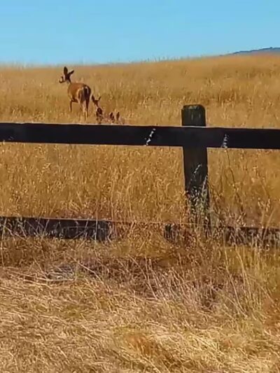 Stanford Dish - Stanford, CA