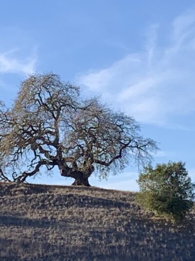 Stanford Dish - Stanford, CA