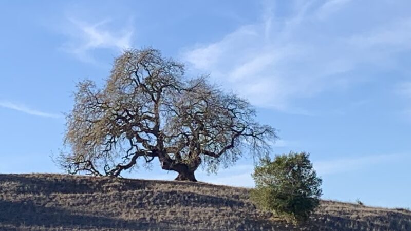 Stanford Dish - Stanford, CA