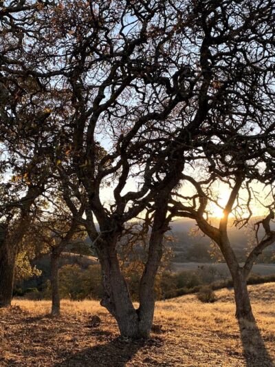 Stanford Dish - Stanford, CA