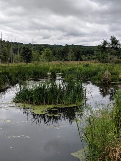 Buttercup Farm Audubon Sanctuary - Stanfordville, NY