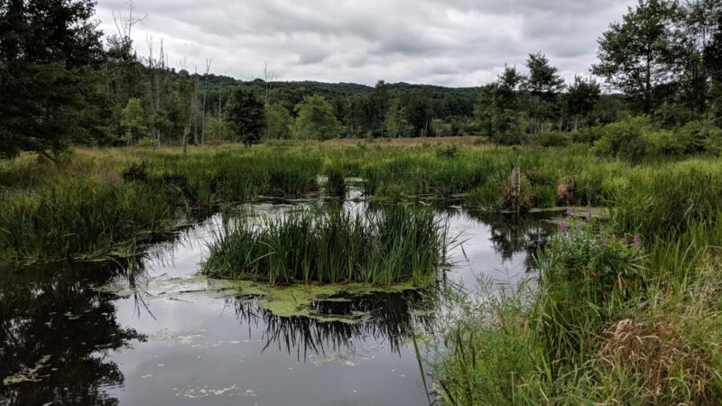 Buttercup Farm Audubon Sanctuary - Stanfordville, NY