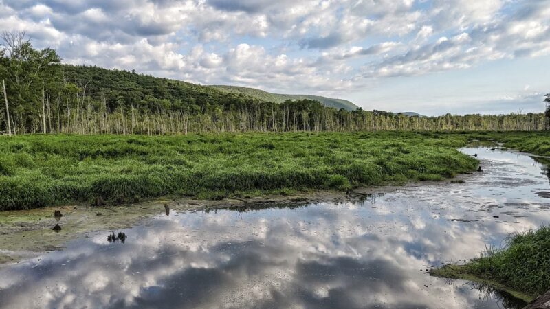 Buttercup Farm Audubon Sanctuary - Stanfordville, NY