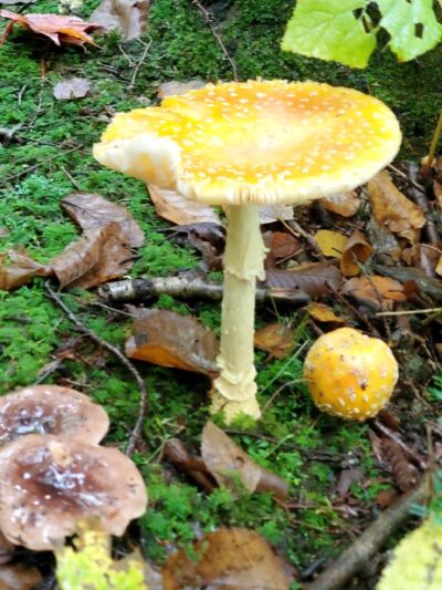 South Pond Recreation Area - Stark, NH