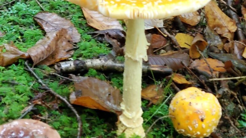 South Pond Recreation Area - Stark, NH