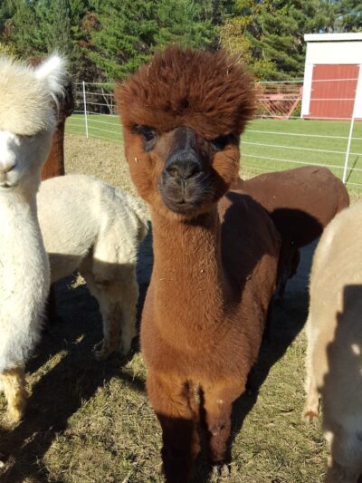 Sandy River Camping - Starks, ME