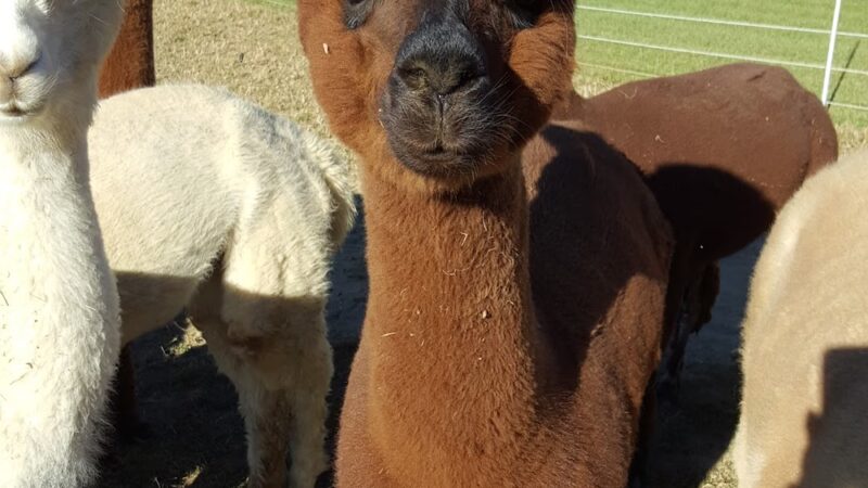 Sandy River Camping - Starks, ME